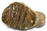 Rare, Juvenile Woolly Mammoth Upper P Molar - North Sea Deposits #370348-4
